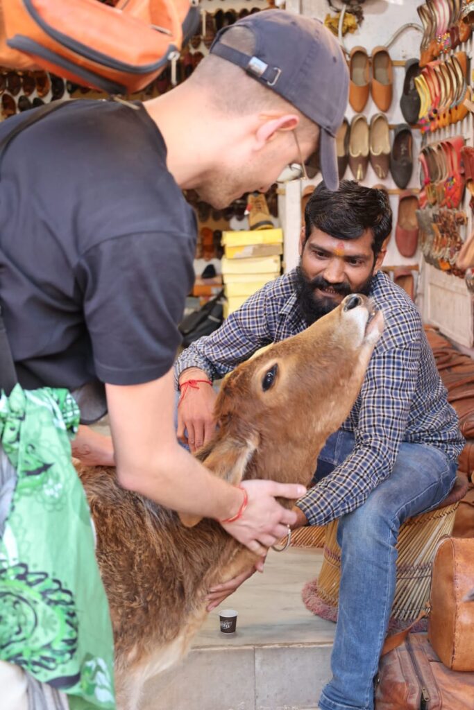SBB intern petting a cow in front of Pushkar market