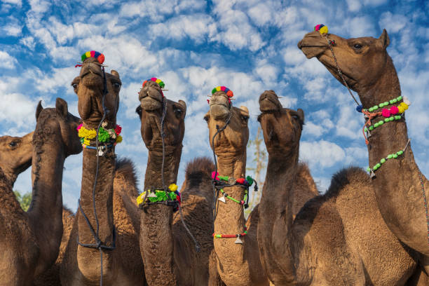 decorated herd of camels in Pushkar fair