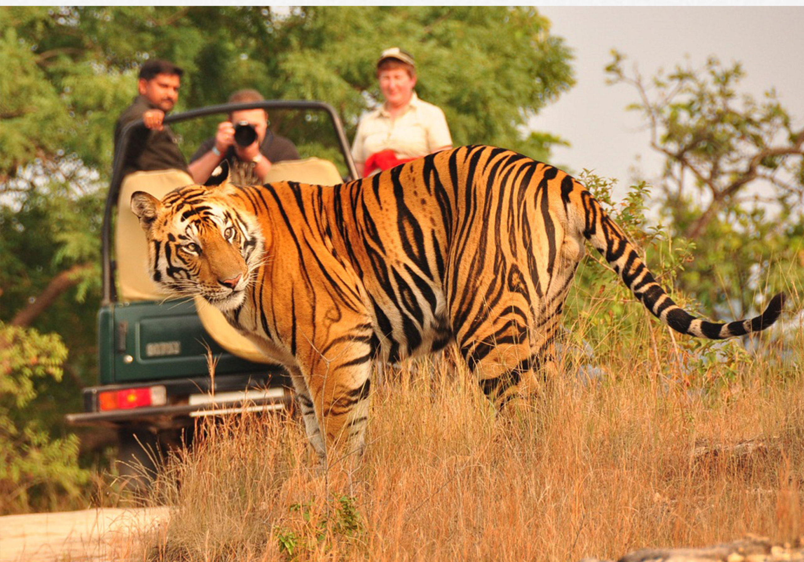 volunteer project and tiger safari