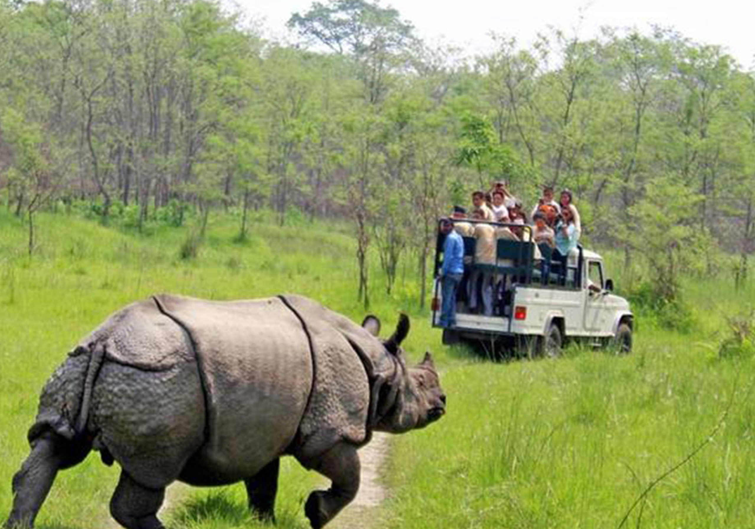 rhinoceros in India at safari volunteer